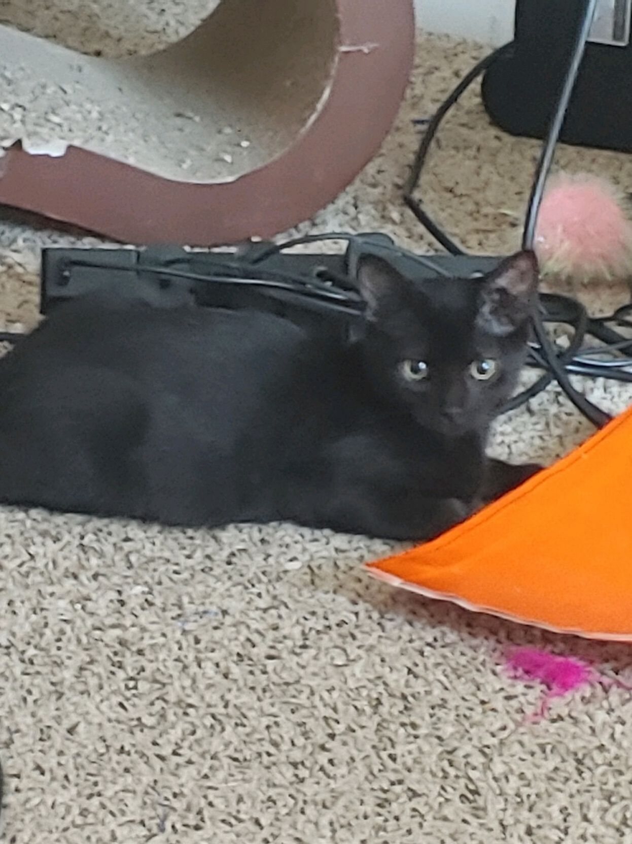 Lucy.jpg